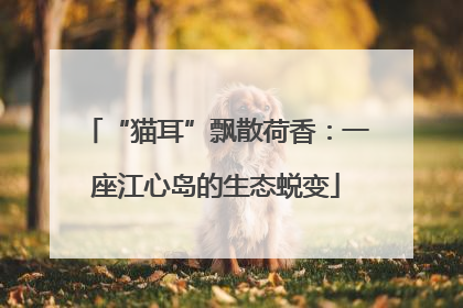 “猫耳”飘散荷香：一座江心岛的生态蜕变