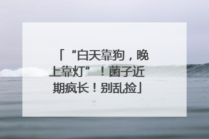 “白天靠狗，晚上靠灯”！菌子近期疯长！别乱捡