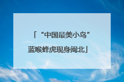 “中国最美小鸟”蓝喉蜂虎现身闽北