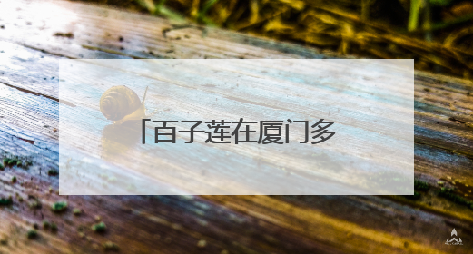 百子莲在厦门多地绽放，为盛夏增添清凉与诗意