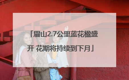 眉山2.7公里蓝花楹盛开 花期将持续到下月