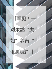 罕见！一对朱鹮“夫妇”养育“四胞胎”