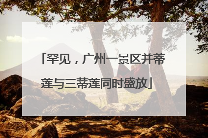 罕见，广州一景区并蒂莲与三蒂莲同时盛放