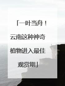 一叶当舟！云南这种神奇植物进入最佳观赏期