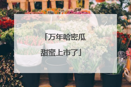 万年哈密瓜甜蜜上市了