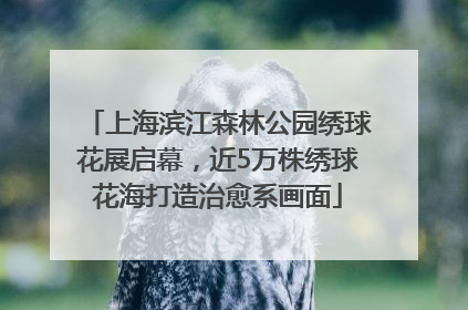 上海滨江森林公园绣球花展启幕，近5万株绣球花海打造治愈系画面