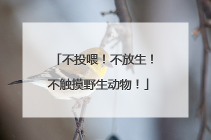 不投喂！不放生！不触摸野生动物！