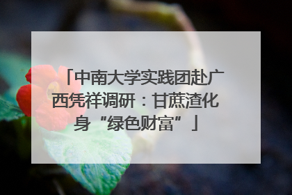 中南大学实践团赴广西凭祥调研：甘蔗渣化身“绿色财富”