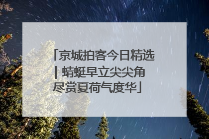 京城拍客今日精选｜蜻蜓早立尖尖角 尽赏夏荷气度华