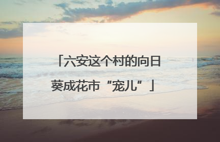 六安这个村的向日葵成花市“宠儿”