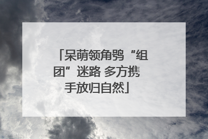 呆萌领角鸮“组团”迷路 多方携手放归自然