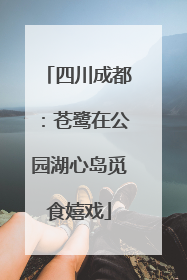 四川成都：苍鹭在公园湖心岛觅食嬉戏