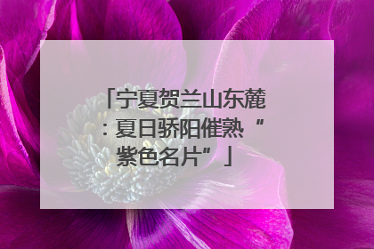 宁夏贺兰山东麓：夏日骄阳催熟“紫色名片”