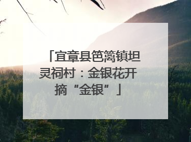 宜章县笆篱镇坦灵祠村：金银花开摘“金银”