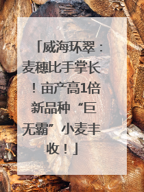威海环翠：麦穗比手掌长！亩产高1倍 新品种“巨无霸”小麦丰收！