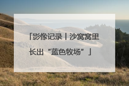 影像记录丨沙窝窝里长出“蓝色牧场”