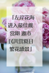 左岸花海进入最佳观赏期 邀市民共赏夏日繁花盛景