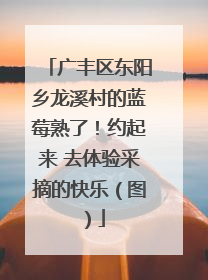 广丰区东阳乡龙溪村的蓝莓熟了！约起来 去体验采摘的快乐（图）