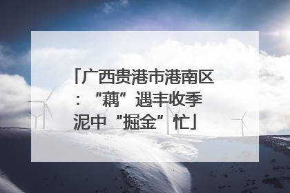 广西贵港市港南区：“藕”遇丰收季 泥中“掘金”忙