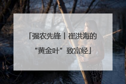 强农先锋丨崔洪海的“黄金叶”致富经