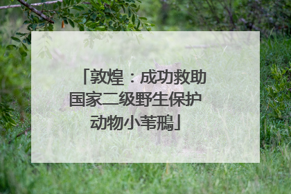 敦煌：成功救助国家二级野生保护动物小苇鳽