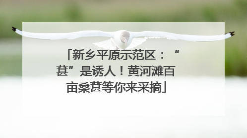 新乡平原示范区：“葚”是诱人！黄河滩百亩桑葚等你来采摘