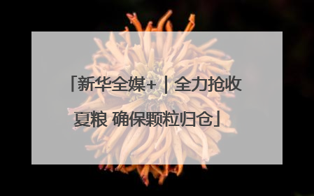 新华全媒+｜全力抢收夏粮 确保颗粒归仓