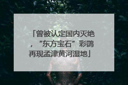 曾被认定国内灭绝，“东方宝石”彩鹮再现孟津黄河湿地