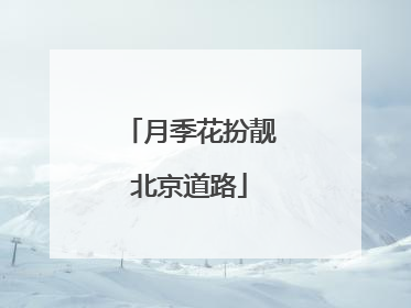 月季花扮靓北京道路