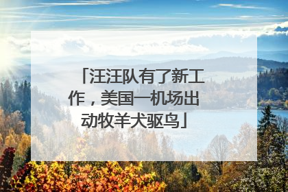 汪汪队有了新工作，美国一机场出动牧羊犬驱鸟