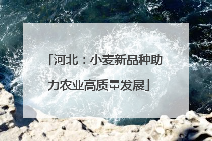 河北：小麦新品种助力农业高质量发展