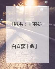 泗洪：千亩茭白喜获丰收