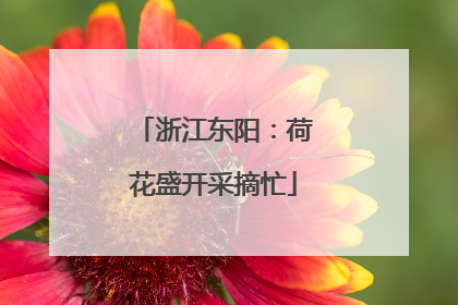 浙江东阳：荷花盛开采摘忙