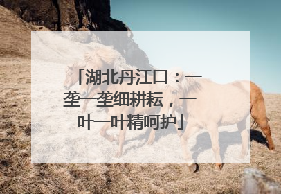 湖北丹江口：一垄一垄细耕耘，一叶一叶精呵护