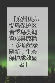滨州贝壳堤岛保护区春季鸟类调查成果惊艳：多项纪录刷新，生态保护成效显著