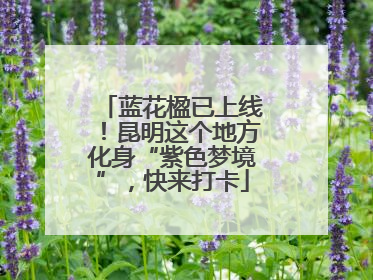 蓝花楹已上线！昆明这个地方化身“紫色梦境”，快来打卡