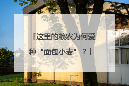 这里的粮农为何爱种“面包小麦”？