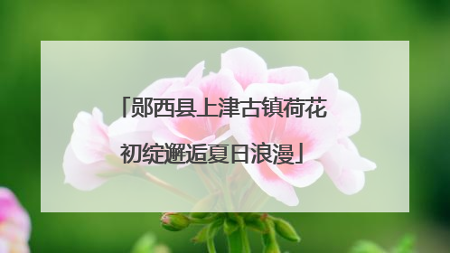 郧西县上津古镇荷花初绽邂逅夏日浪漫