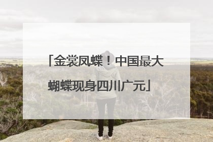 金裳凤蝶！中国最大蝴蝶现身四川广元