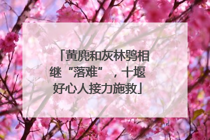 黄麂和灰林鸮相继“落难”，十堰好心人接力施救