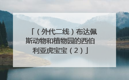 （外代二线）布达佩斯动物和植物园的西伯利亚虎宝宝（2）